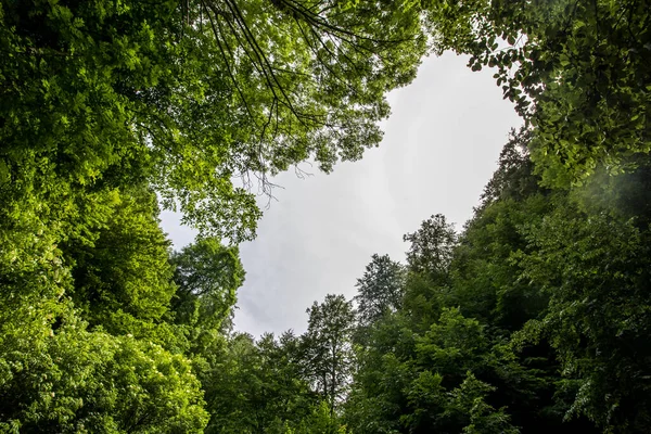 Zelené Stromy Bílá Obloha Krajina Stock Obrázky