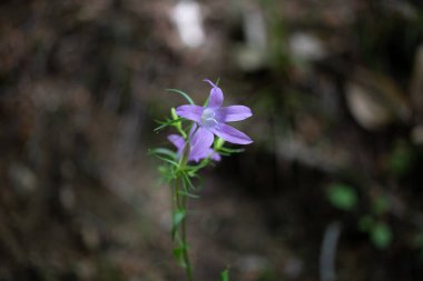 Bahçede mor makro fotoğraf