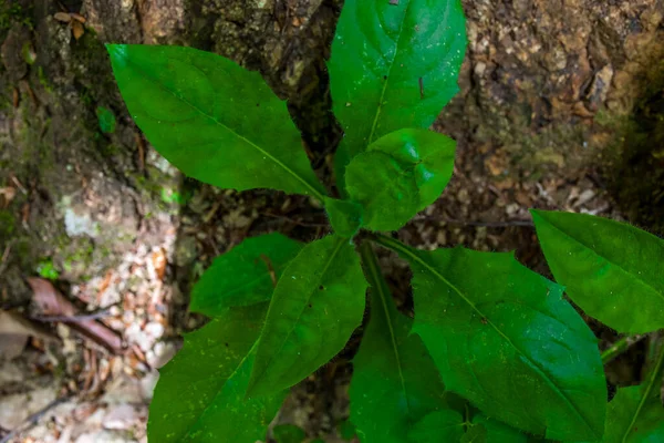 Gröna Blad Trädgården Foto — Stockfoto