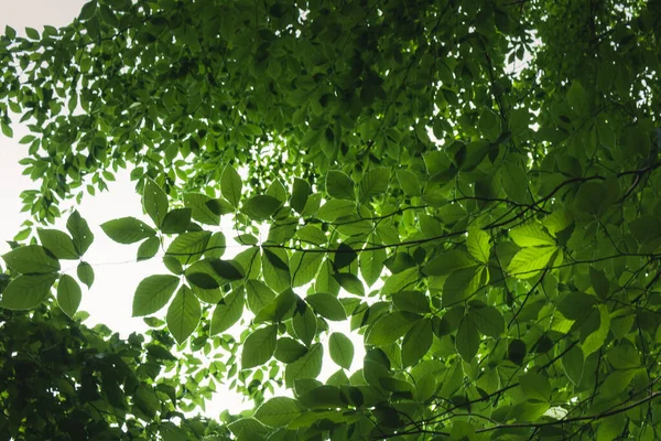 Zelené Listí Dole Horní Fotografii Lese — Stock fotografie