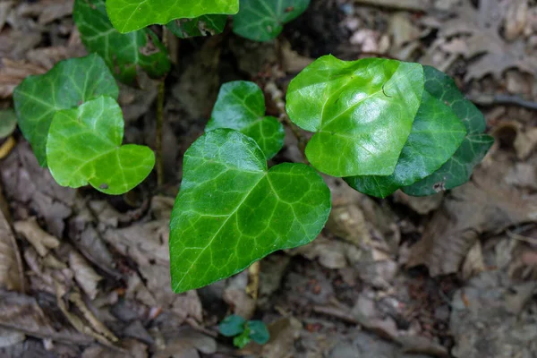 Toprakta yeşil yapraklar makro fotoğraf.
