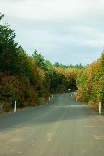 Cores Naturais Incríveis Com Estrada Floresta — Fotografia de Stock