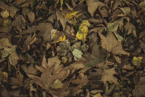 许多秋天的叶子背景 — 图库照片