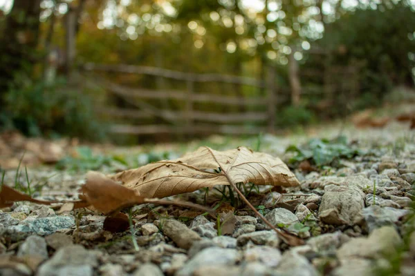 Man Hinterlässt Makro Wald — Stockfoto