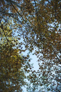 Mavi gökyüzü manzaralı bir sürü yaprak.