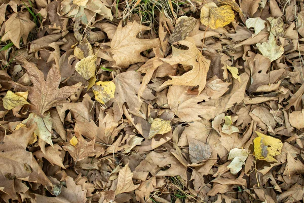 秋の紅葉が多い — ストック写真