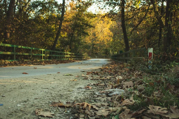Straße Wald Herbstsaison — Stockfoto