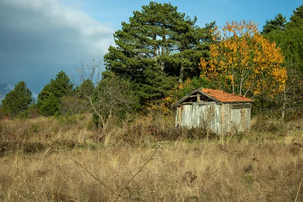 Yellow Grass Old House Forest Stock Photo