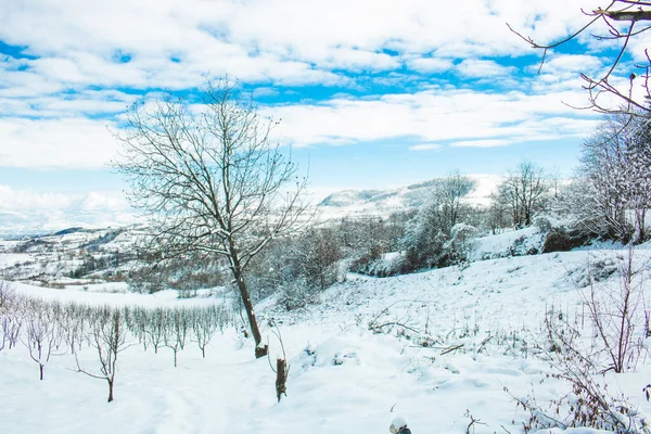 Nieve Increíble Paisaje Con Bosque —  Fotos de Stock