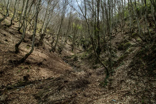 Baum Und Wald Erstaunliche Landschaft — Stockfoto