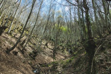 Ağaç ve orman muhteşem manzara