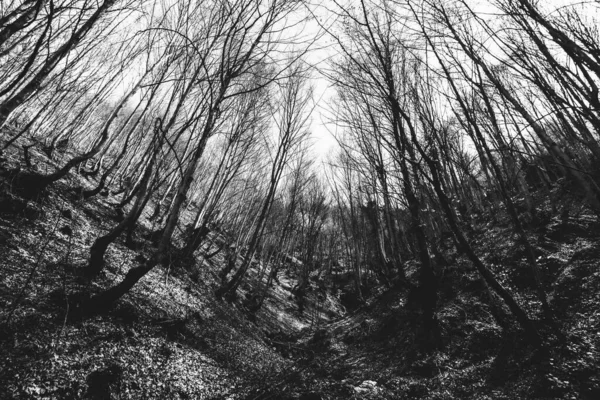 Wald Mit Bäumen Schwarz Und Weiß — Stockfoto