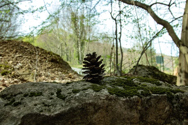 Kiefernzapfen Mit Wald — Stockfoto