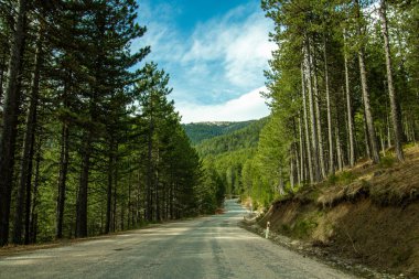 Orman manzaralı yol