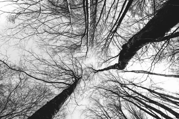Μαύρα Και Άσπρα Δέντρα Ουρανό — Φωτογραφία Αρχείου
