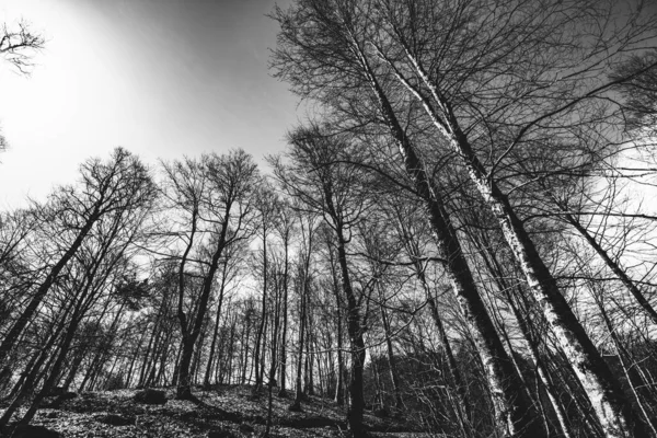 Μαύρο Και Άσπρο Τοπίο Δάσος — Φωτογραφία Αρχείου