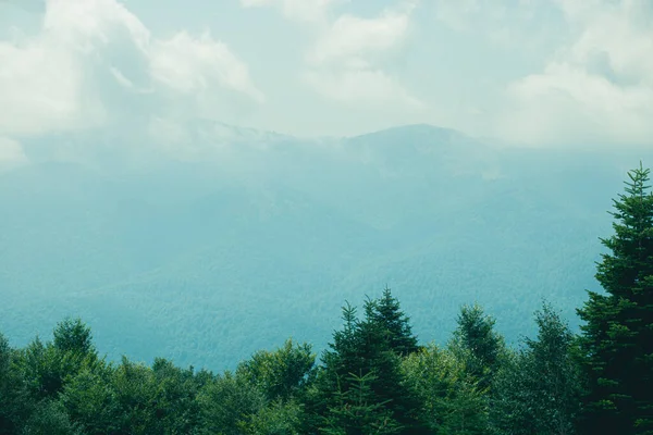 Arbres Verts Avec Paysage Montagne — Photo