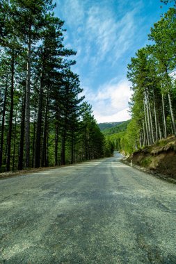 Yol ve yeşil orman manzarası
