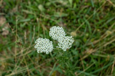 Bahçede üç beyaz çiçek makrosu