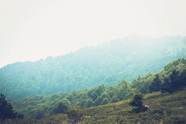 Grüner Wald Mit Nebliger Landschaft — Stockfoto