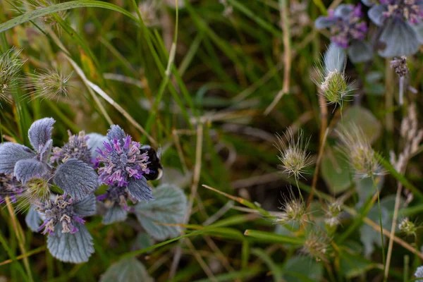 庭に黒蜂と紫色の花 — ストック写真