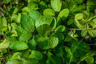 Yeşil büyük yapraklar arka plan