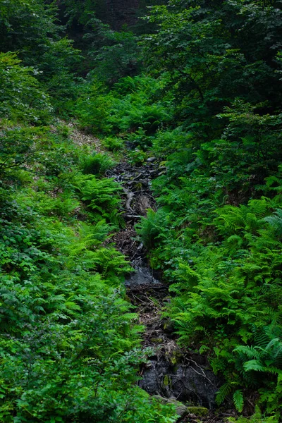 Grüne Pflanze Der Waldlandschaft — Stockfoto