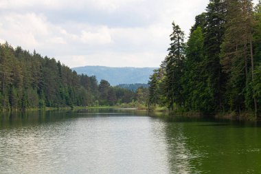 Uzun ağaçları ve muhteşem manzarası olan nehir.