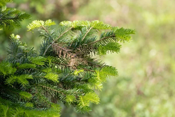 Πράσινο Πεύκο Αφήνει Μακροεντολή Φωτογραφία Στο Δάσος — Φωτογραφία Αρχείου