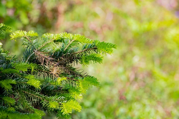 森の中に緑の松の葉マクロ写真 — ストック写真