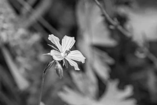 Black White Color Flower Macro Photo — Stock Photo, Image