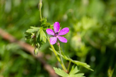 mor çiçek makro fotoğraftır.