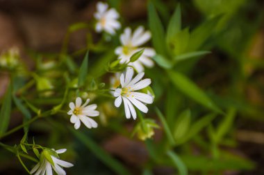 beyaz ve sarı çiçekli makro