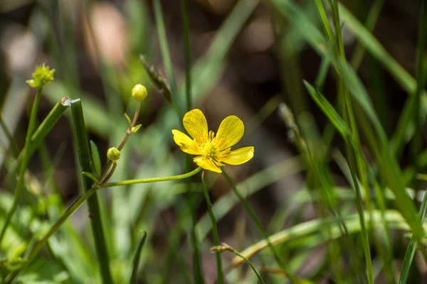 黄色の花はマクロ写真 — ストック写真