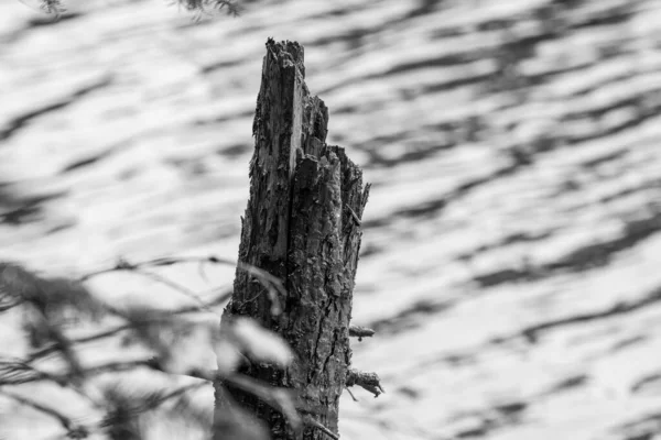 Holz Detail Mit Fluss — Stockfoto