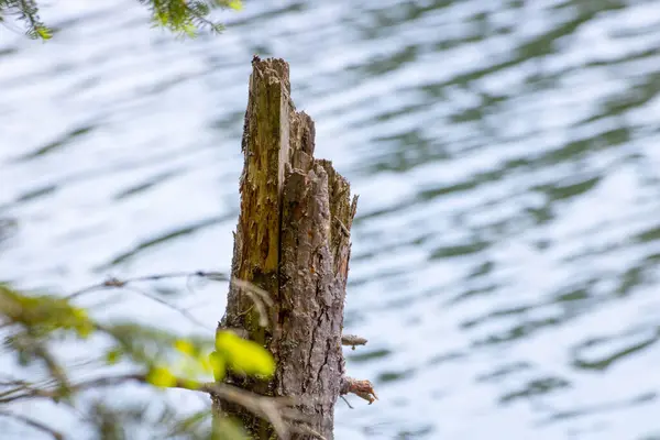 Braunes Holz Mit Fluss — Stockfoto