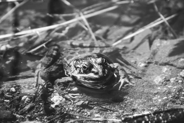 Frosch Ist Porträt Wald — Stockfoto