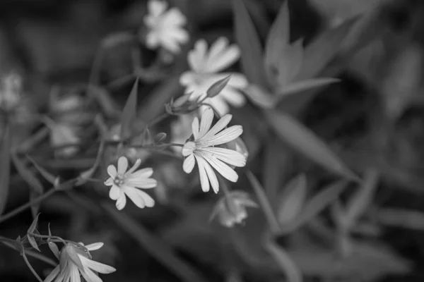 Lots Flowers Macro Photo Color Black White — Stock Photo, Image