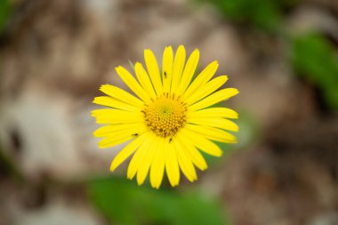 Sarı ve turuncu çiçek makro fotoğraftır.