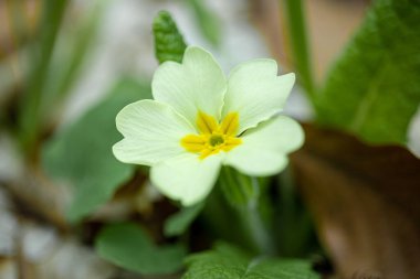 Sarı ve kremalı papatya makro fotoğraftır.