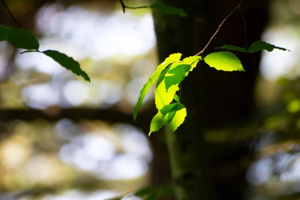 Gul Och Grön Blad Makro Foto — Stockfoto