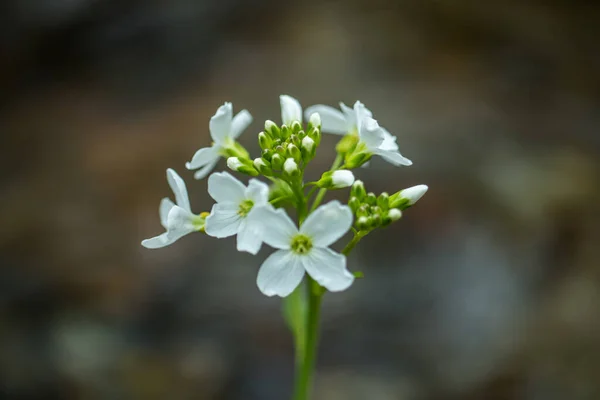 Green White Flowers Macro — Stock Photo, Image