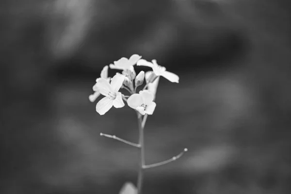 Μαύρο Και Άσπρο Λουλούδι Είναι Μακροεντολή — Φωτογραφία Αρχείου