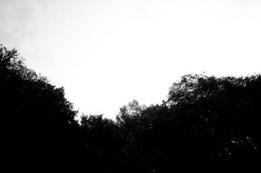 Siyah ağaçlar siluet fotoğraf