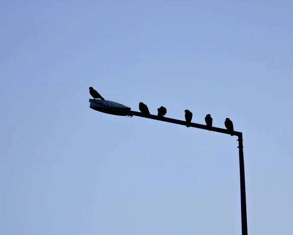 Montón Silueta Pájaros Negros Con Cielo Azul —  Fotos de Stock