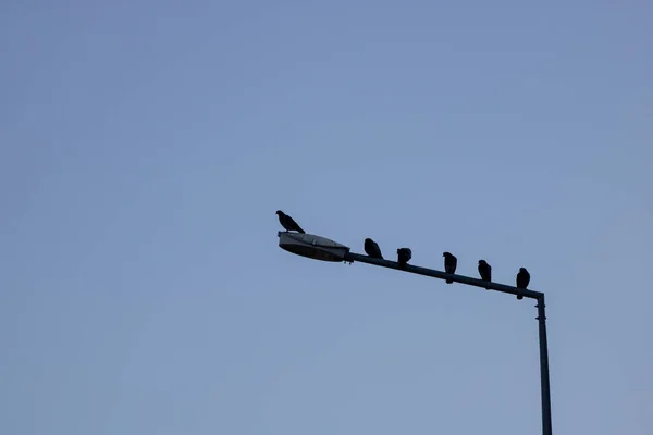 Viele Schwarze Vögel Mit Blauem Himmel — Stockfoto