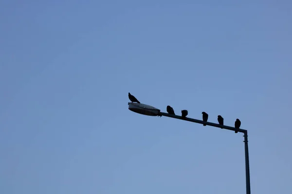 Wiele Czarnych Ptaków Sylwetka Niebieskim Niebem — Zdjęcie stockowe