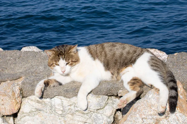 Eine Katze Strand — Stockfoto