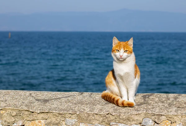 Junge Rote Katze Sommer Auf Der Straße — Stockfoto