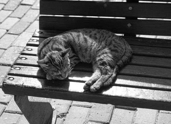 Kočka Ulici Zblízka — Stock fotografie